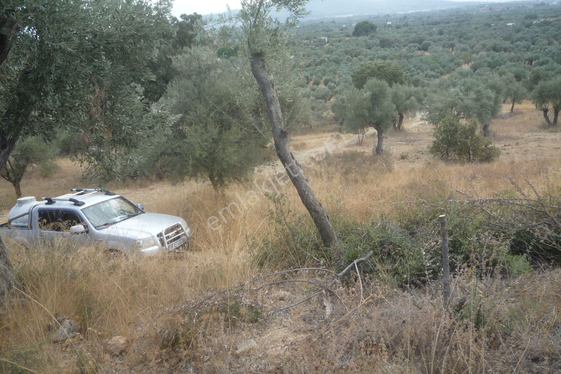 İzmir Torbalı Gold Emlaktan Satılık Zeytinlik - Görsel 14