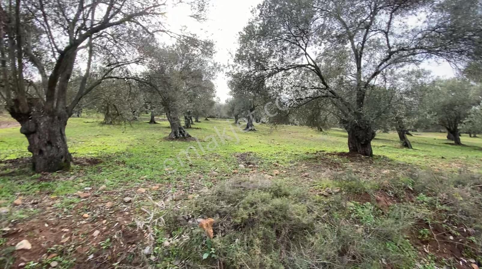 Ayvalık Muratelinde Satılık 23,772 Metre Kare Zeytinlik. - Görsel 6