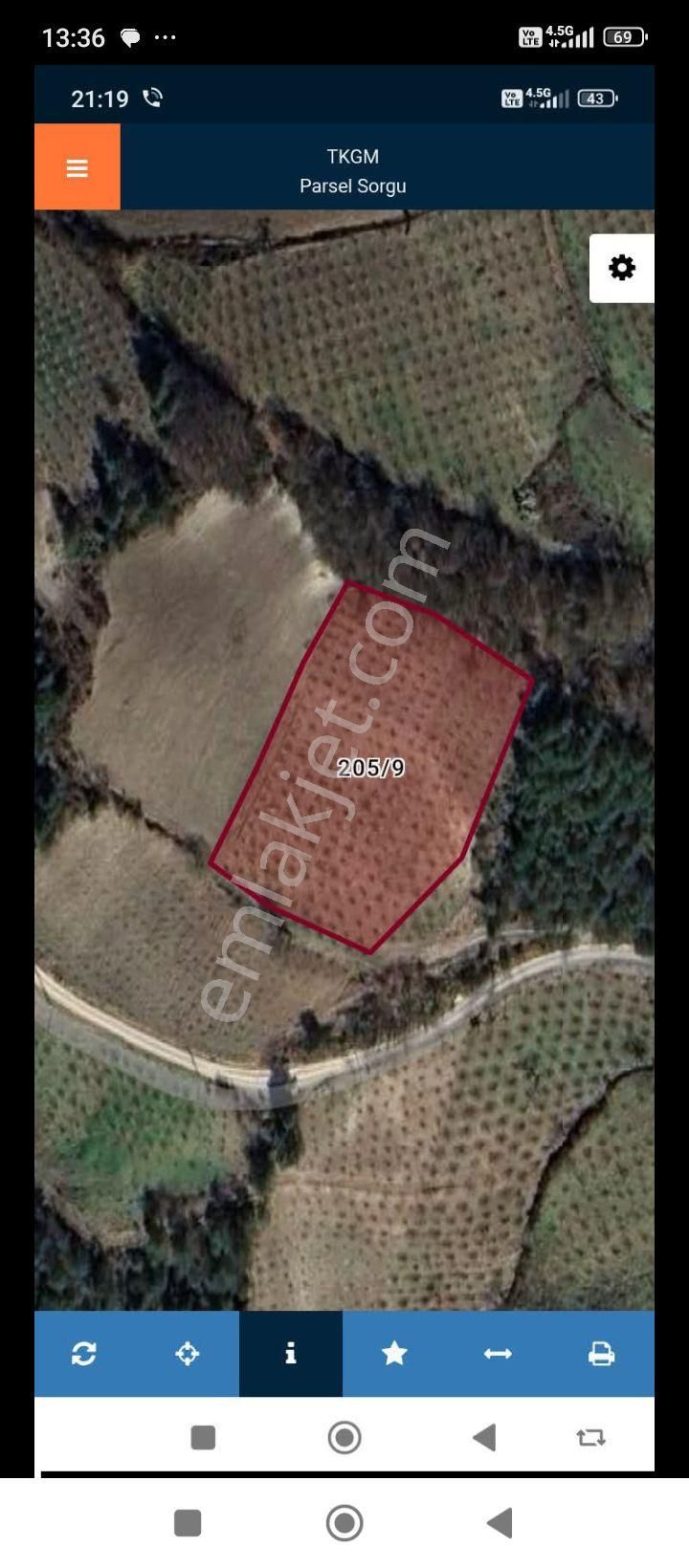 Samsun Tekkeköy Çayırçökekde Fındık Bahçesi