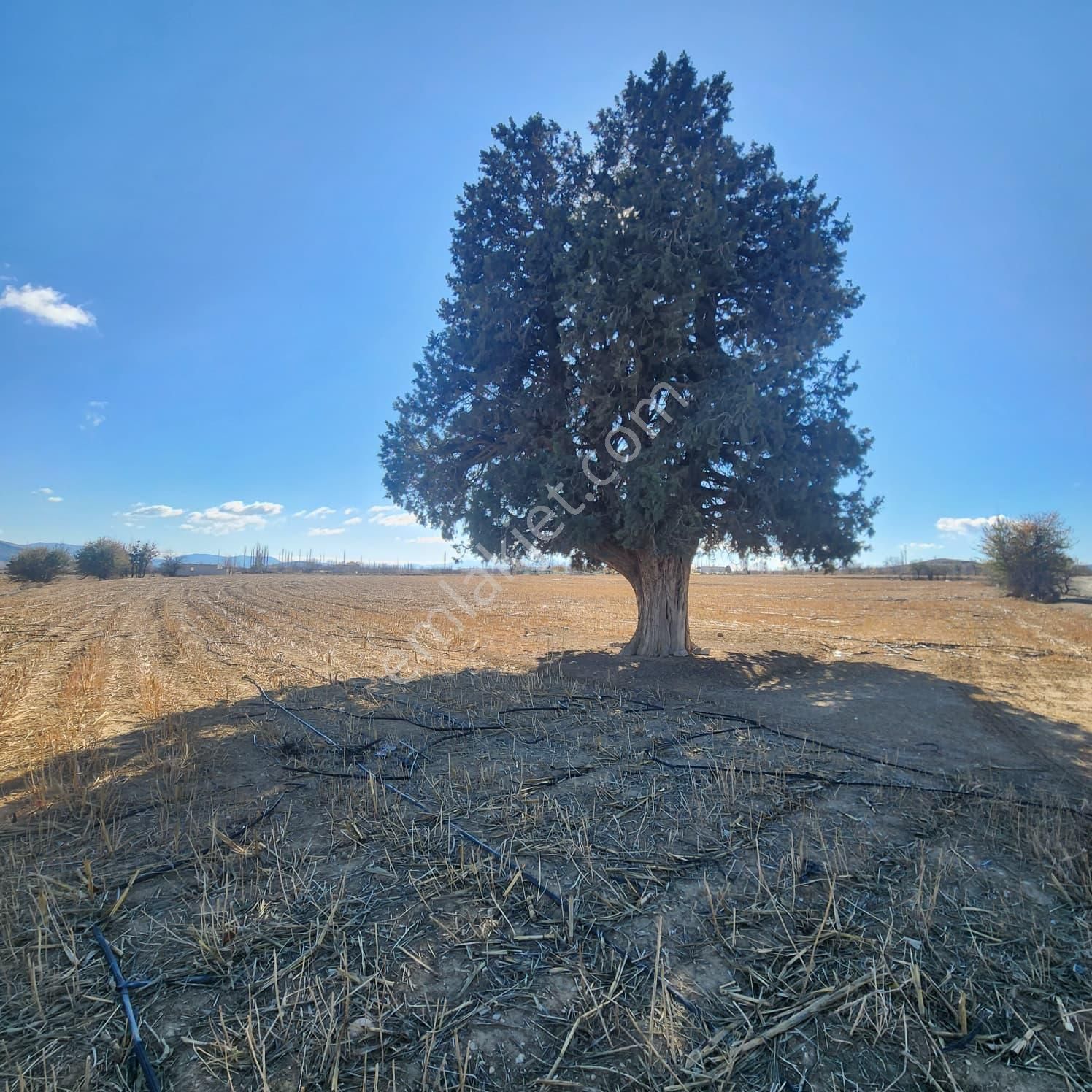 Ev Ve Araç Takasına Uygun Köy Yerleşim Sınırında 30 Dönüm Tarla - Görsel 5