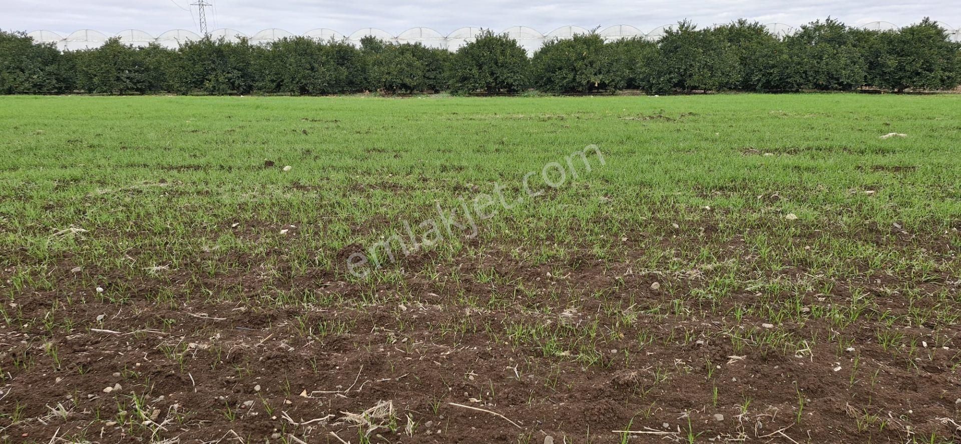 Mersin Kürkçü Köyü'nde Satılık 4.600 M Tarla - Görsel 3