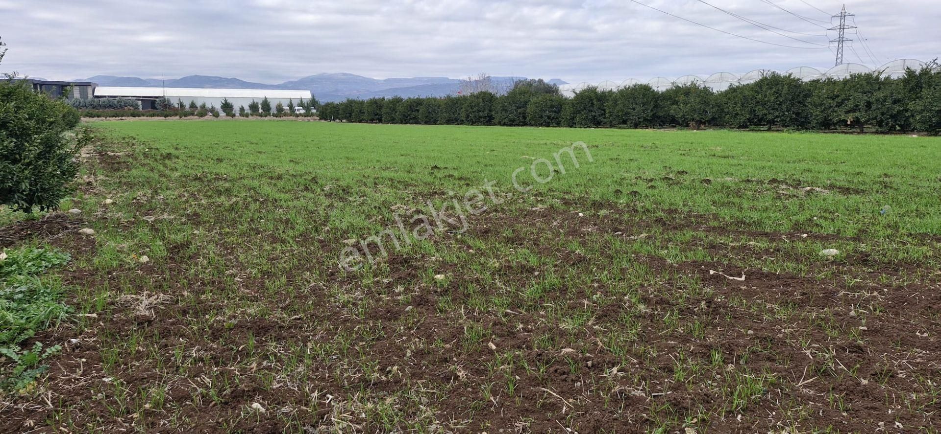 Mersin Kürkçü Köyü'nde Satılık 4.600 M Tarla - Görsel 4