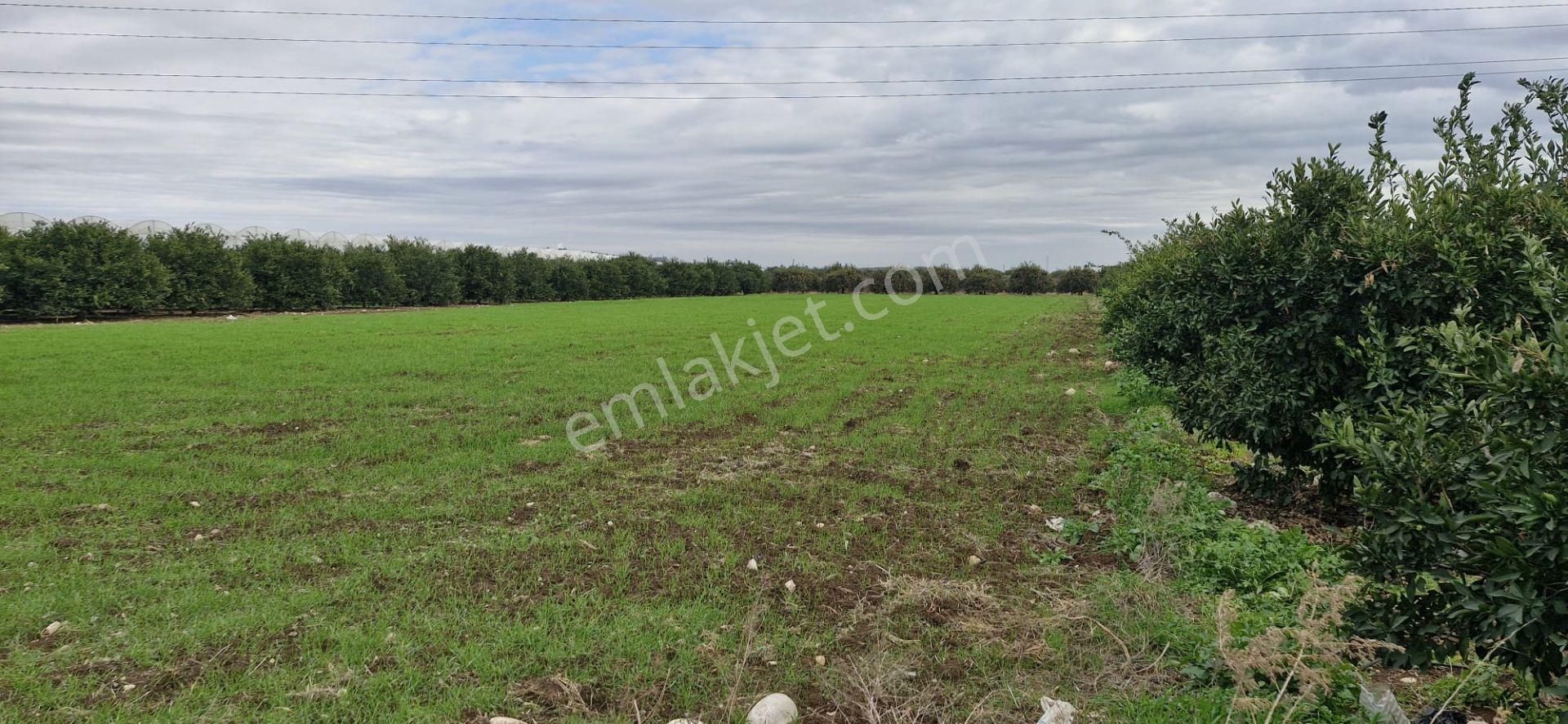 Mersin Kürkçü Köyü'nde Satılık 4.600 M Tarla - Görsel 7