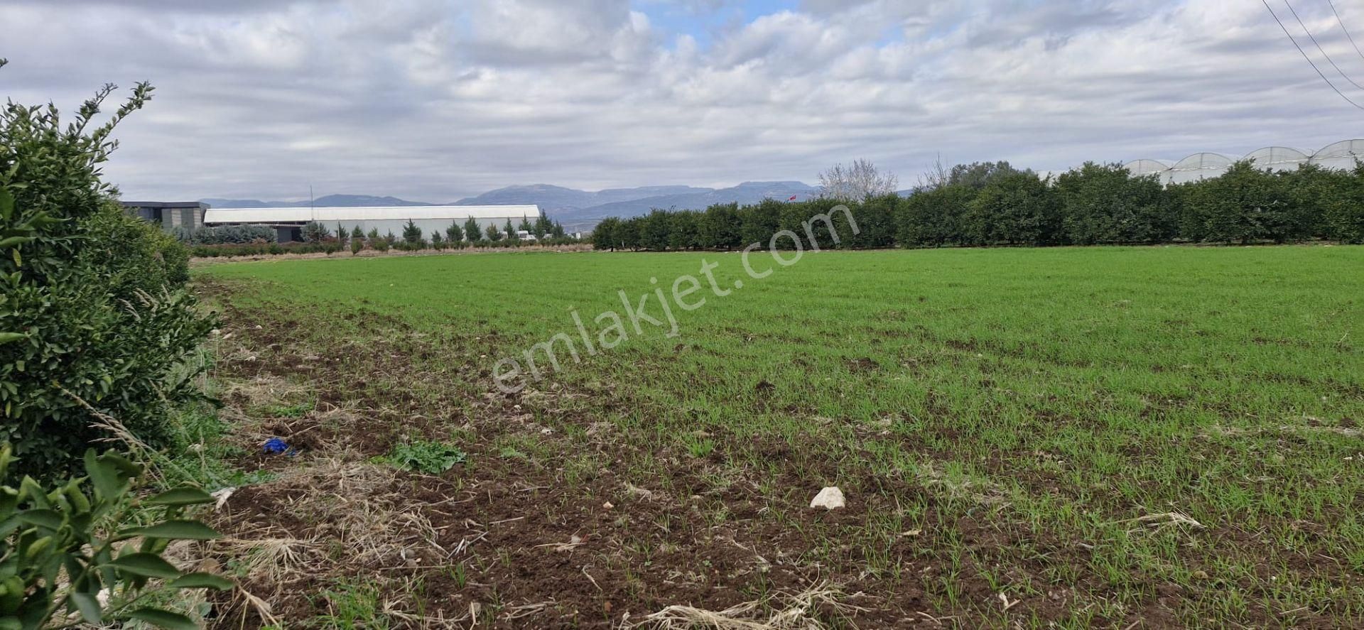 Mersin Kürkçü Köyü'nde Satılık 4.600 M Tarla - Görsel 6