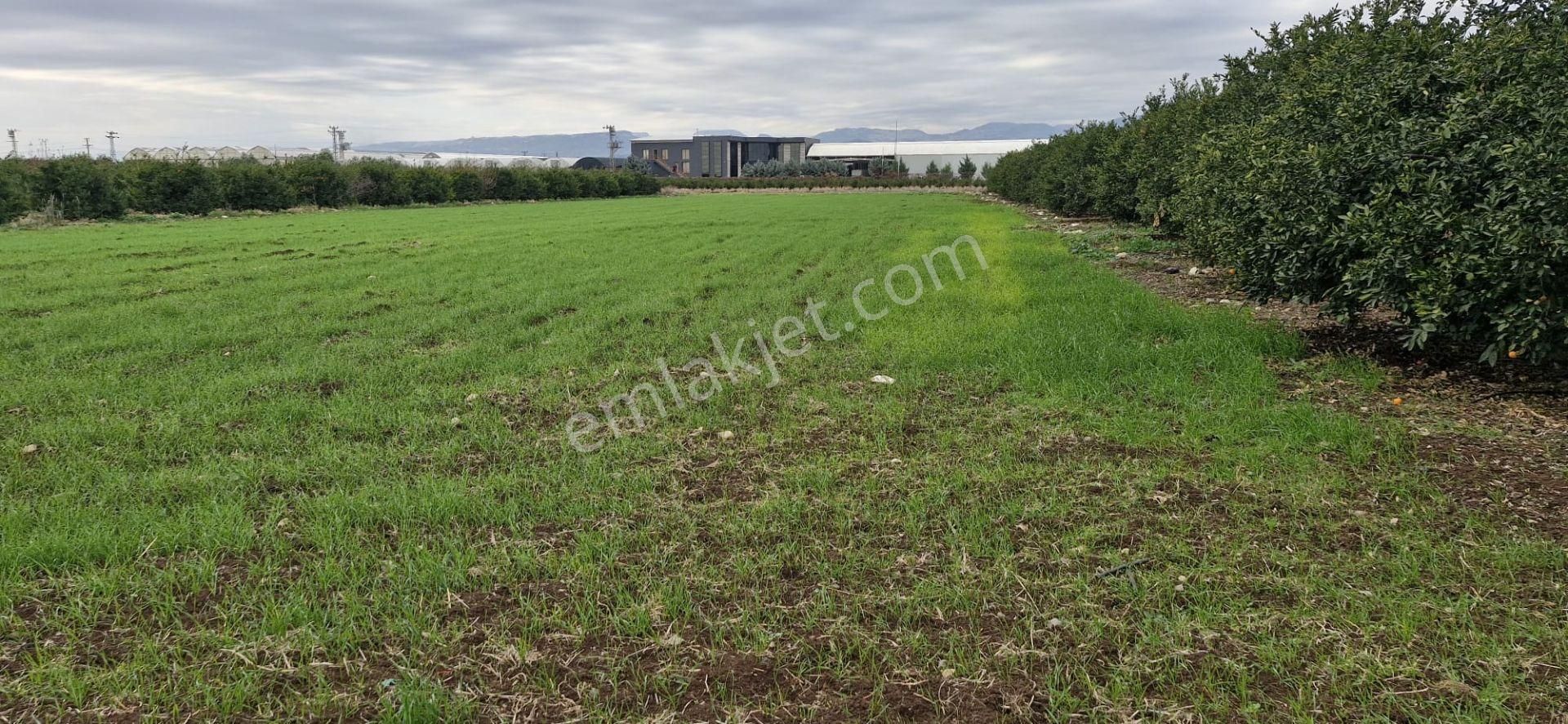 Mersin Kürkçü Köyü'nde Satılık 4.600 M Tarla - Görsel 5