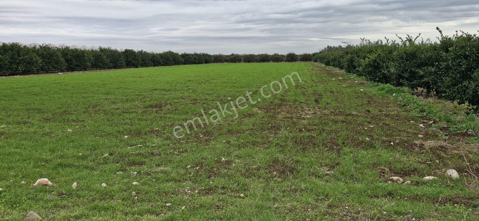 Mersin Kürkçü Köyü'nde Satılık 4.600 M Tarla - Görsel 2