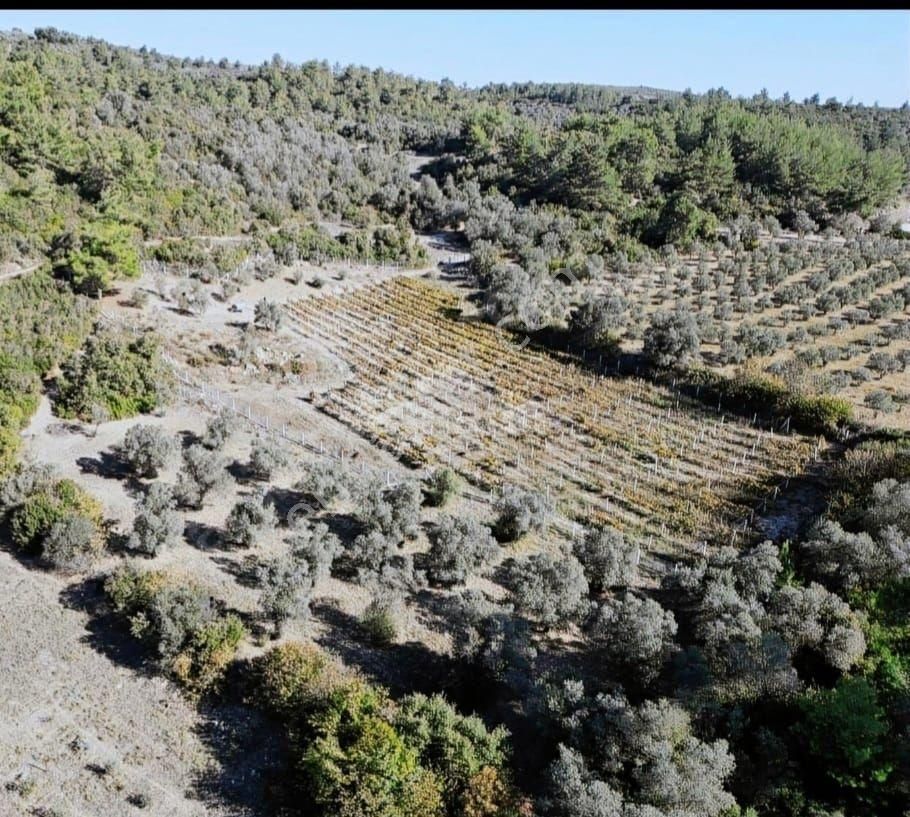 Kuşadası Kirazlı'da Satılık Zeytinlik - Görsel 10