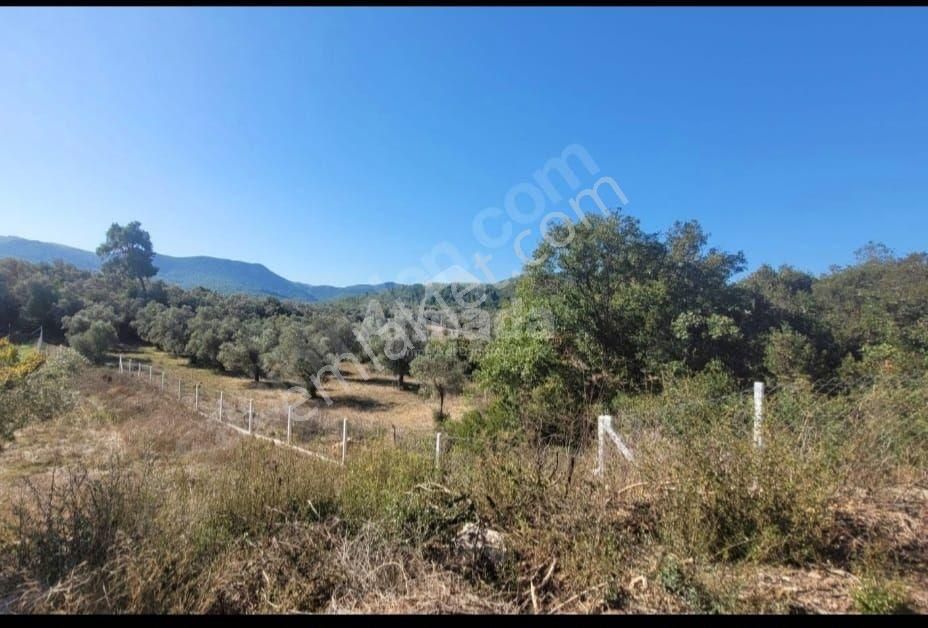 Kuşadası Kirazlı'da Satılık Zeytinlik - Görsel 6