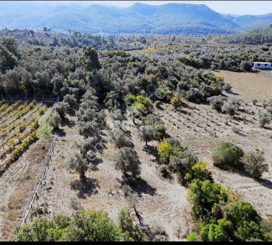 Kuşadası Kirazlı'da Satılık Zeytinlik - Görsel 11