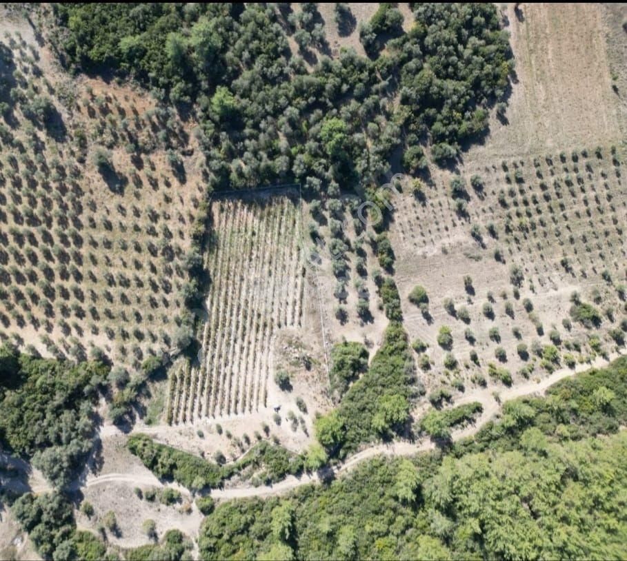 Kuşadası Kirazlı'da Satılık Zeytinlik - Görsel 8