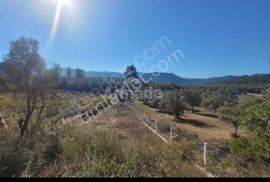 Kuşadası Kirazlı'da Satılık Zeytinlik - Görsel 9
