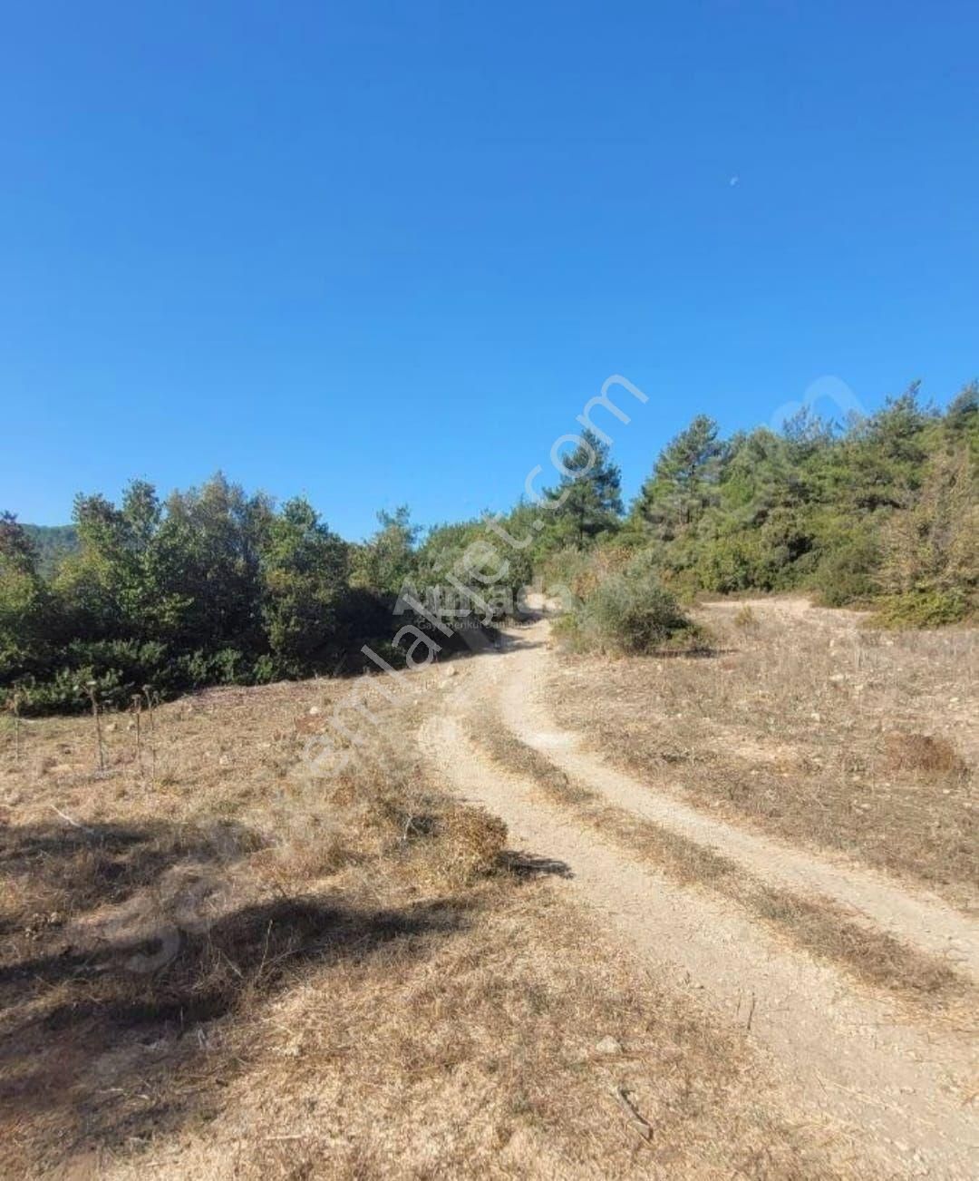 Kuşadası Kirazlı'da Satılık Zeytinlik - Görsel 2