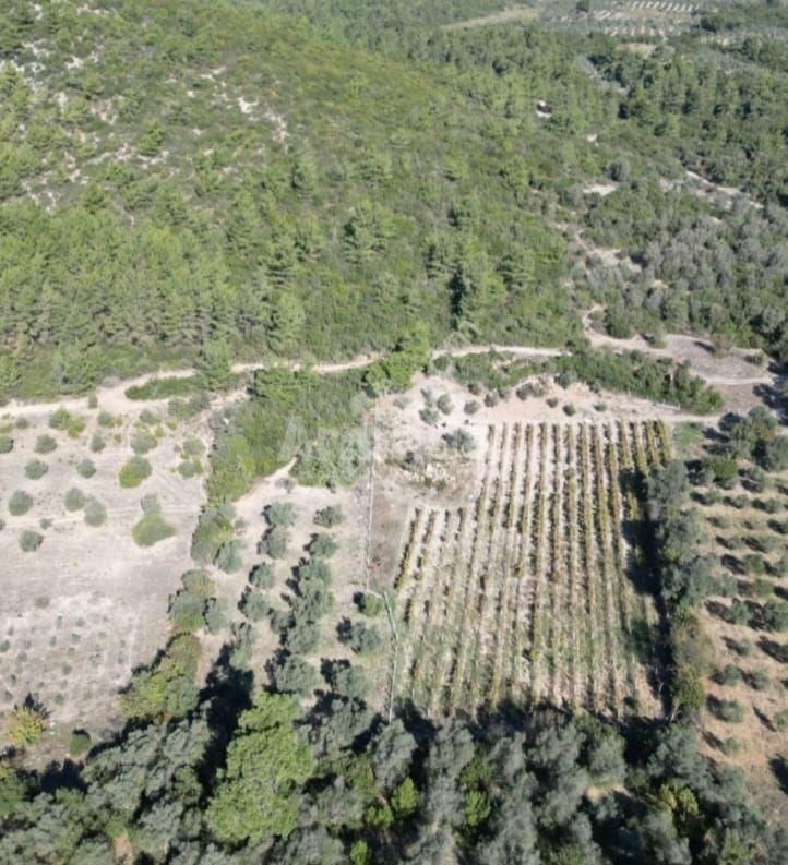 Kuşadası Kirazlı'da Satılık Zeytinlik - Görsel 7