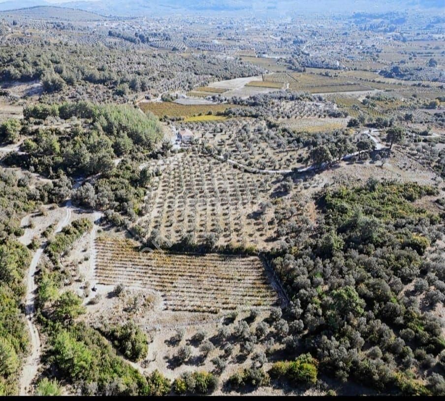 Kuşadası Kirazlı'da Satılık Zeytinlik - Görsel 5