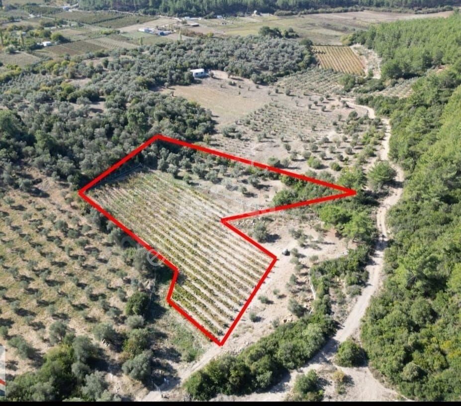 Kuşadası Kirazlı'da Satılık Zeytinlik - Görsel 4