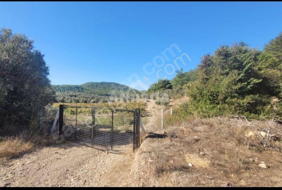 Kuşadası Kirazlı'da Satılık Zeytinlik