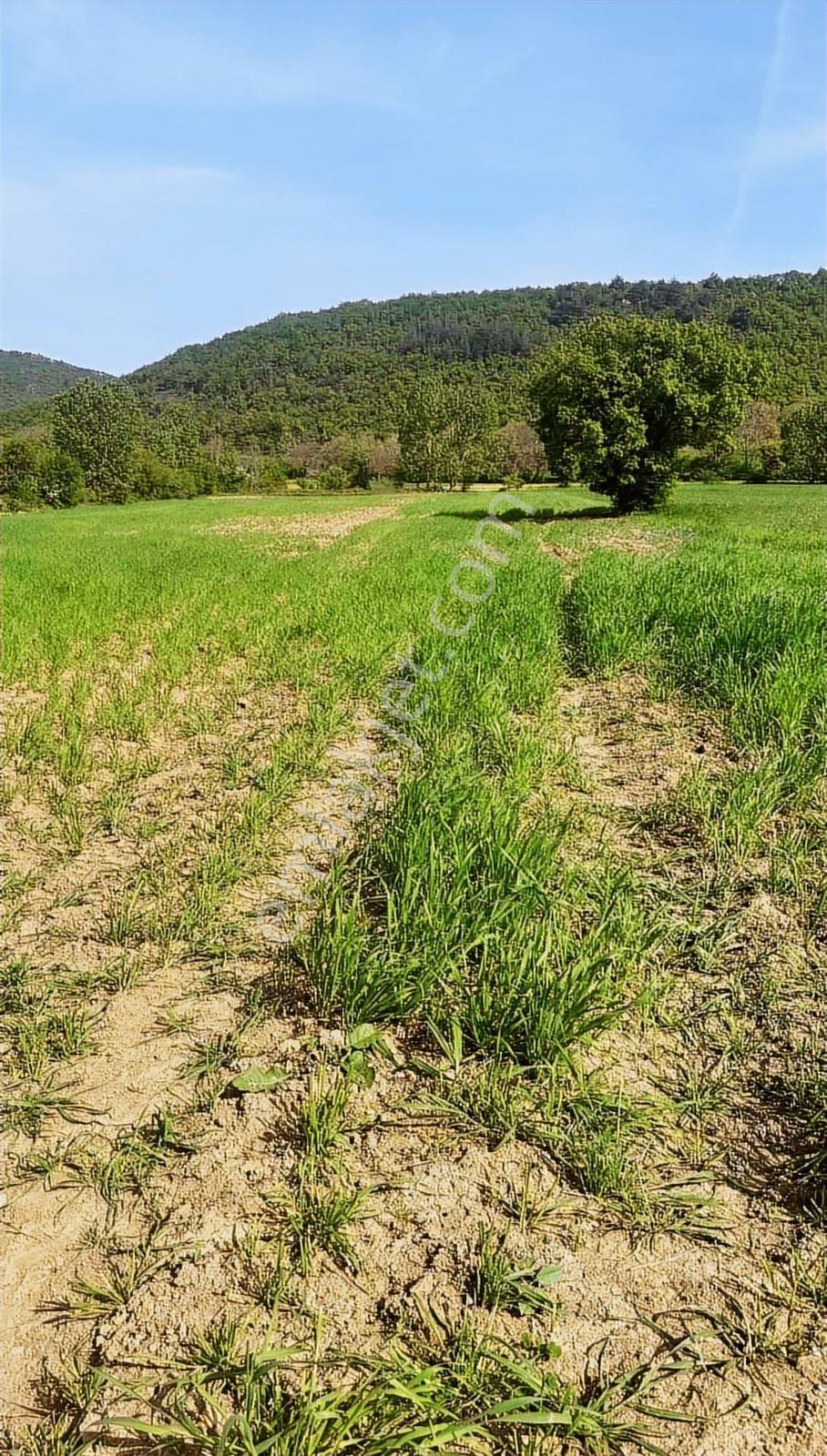 Bursa Yenişehir Burcunda Satılık Tarla - Görsel 20