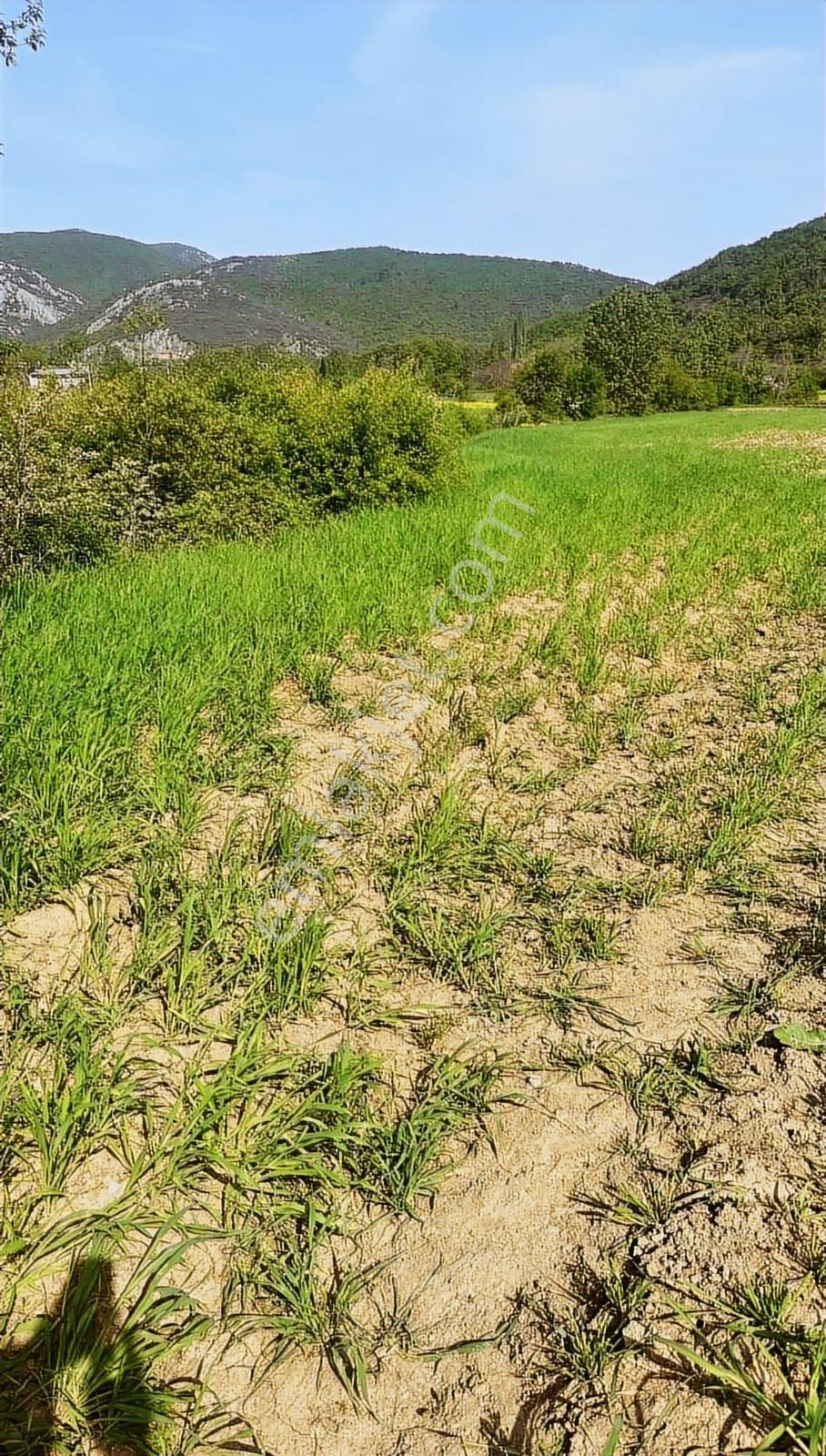 Bursa Yenişehir Burcunda Satılık Tarla - Görsel 19