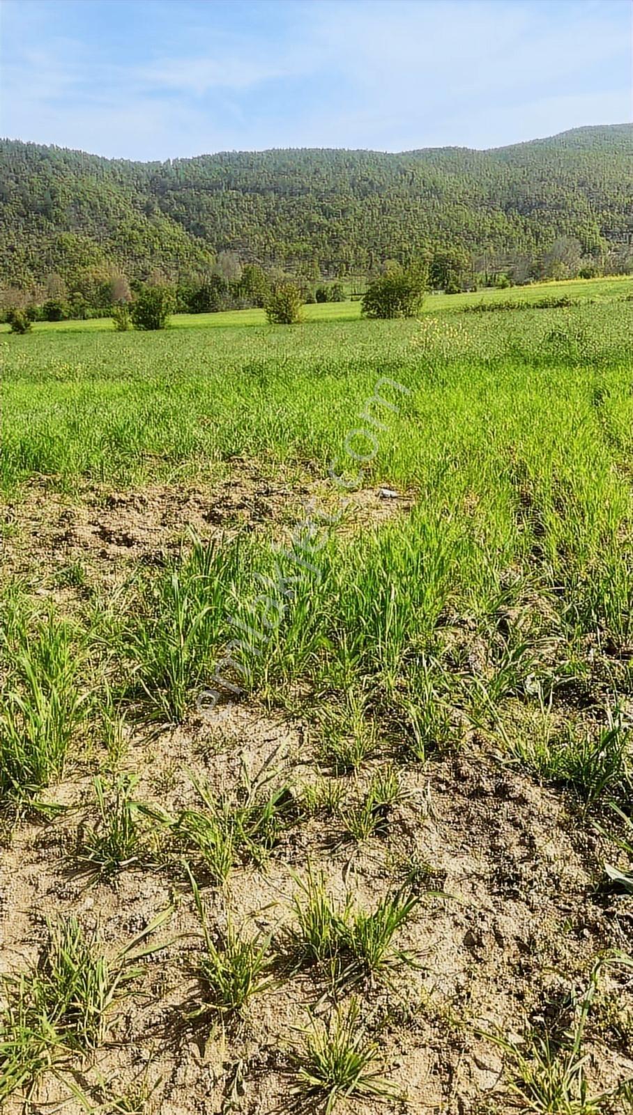 Bursa Yenişehir Burcunda Satılık Tarla - Görsel 17