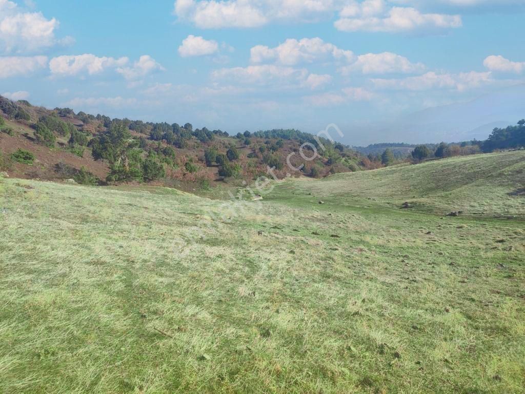 Çardak Söğüt Mah De Yerleşime Yakın 5638m2 Satılık Arazi - Görsel 7