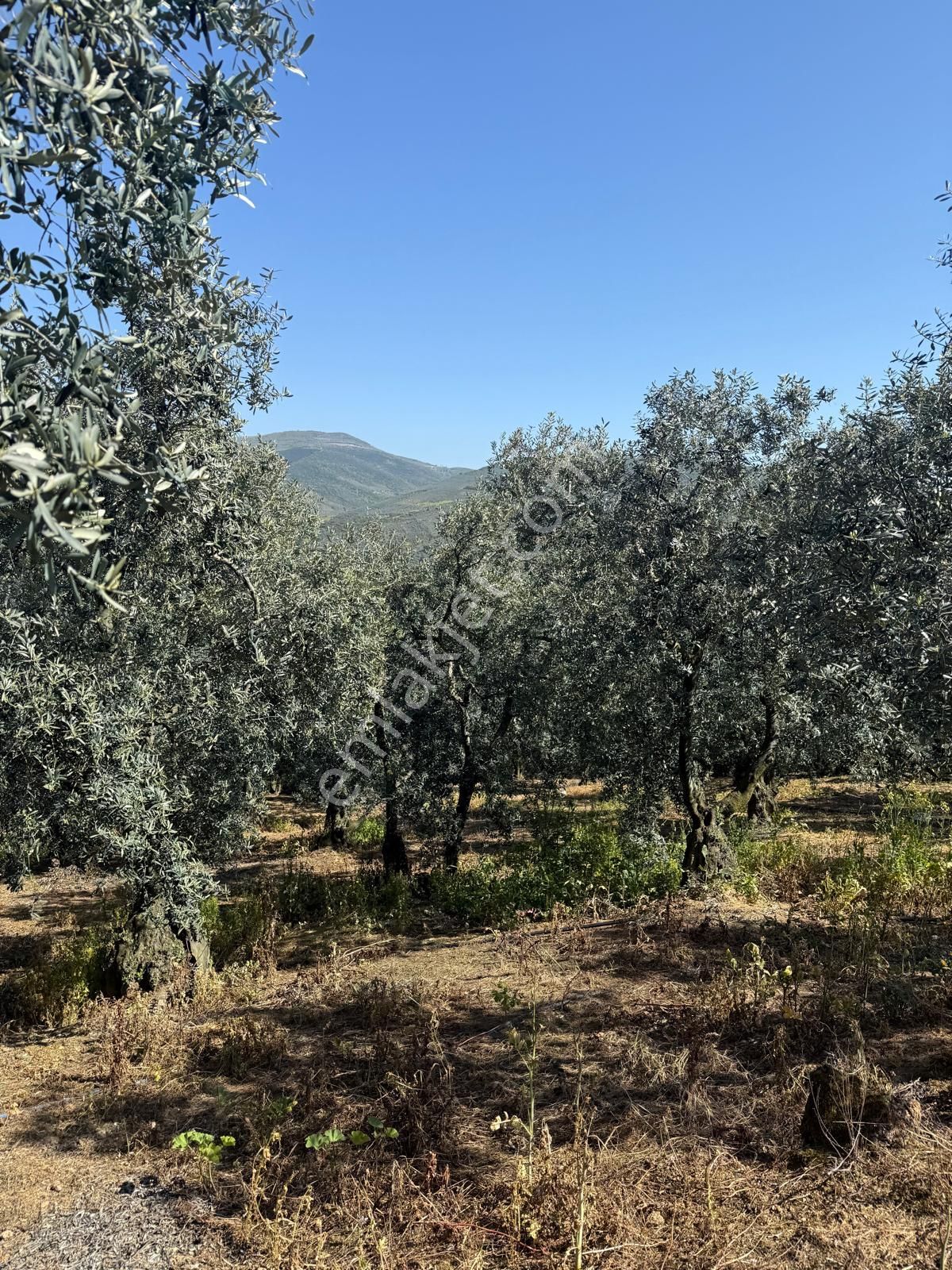 C21 Cius ; Küçük Kumla Mahallesinde 1845 M2 Satılık Zeytinlik - Görsel 5