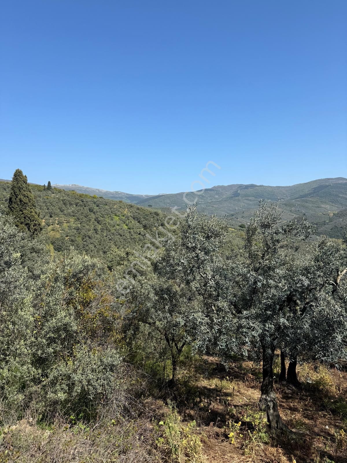 C21 Cius ; Küçük Kumla Mahallesinde 1845 M2 Satılık Zeytinlik - Görsel 12