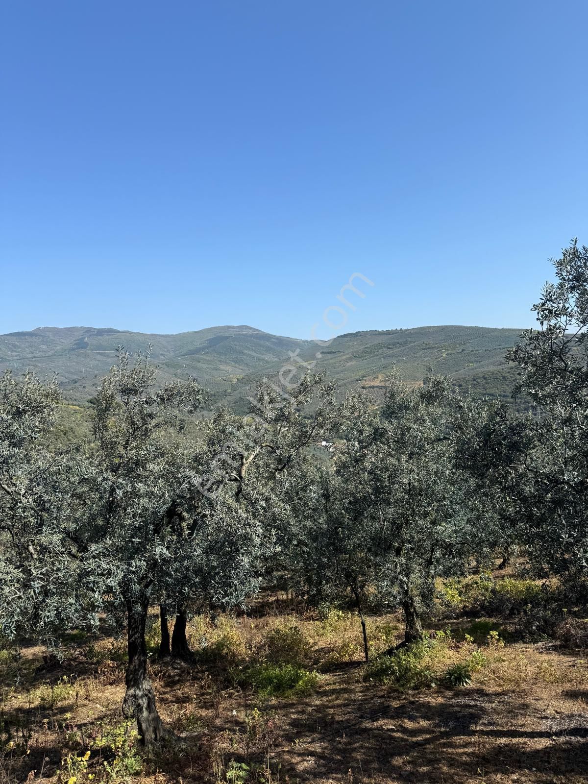 C21 Cius ; Küçük Kumla Mahallesinde 1845 M2 Satılık Zeytinlik - Görsel 3