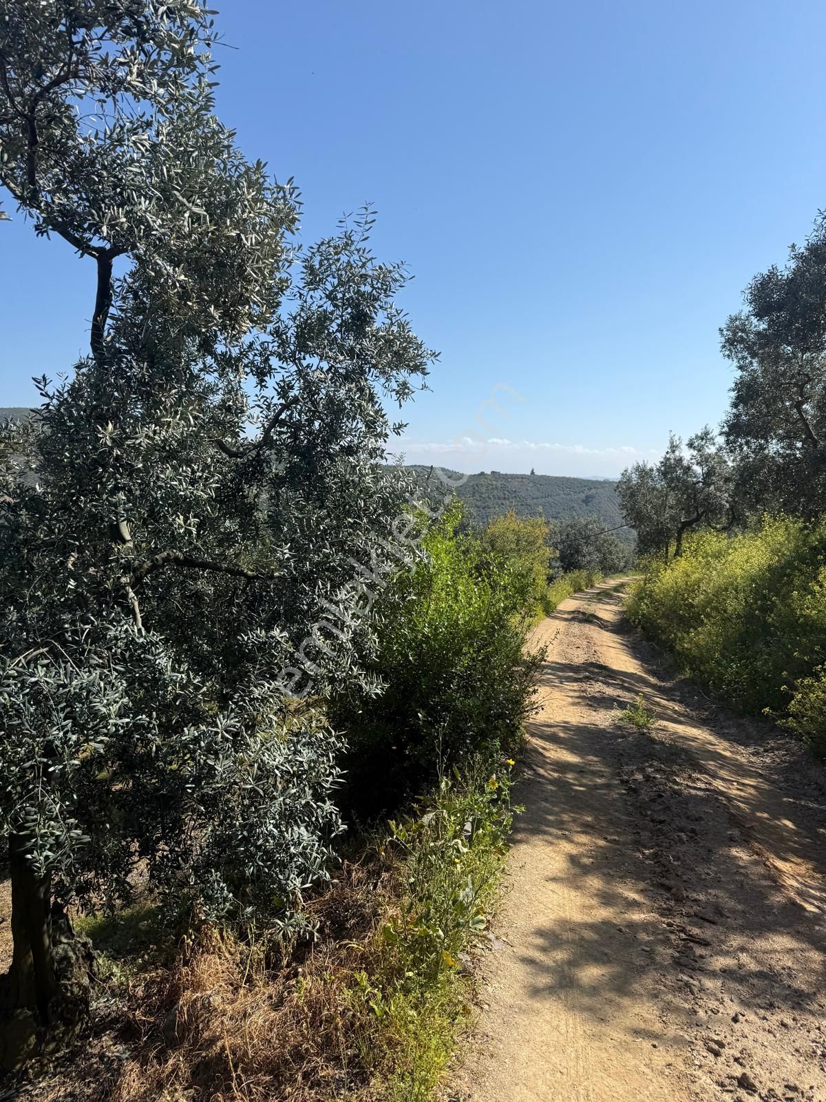 C21 Cius ; Küçük Kumla Mahallesinde 1845 M2 Satılık Zeytinlik - Görsel 2