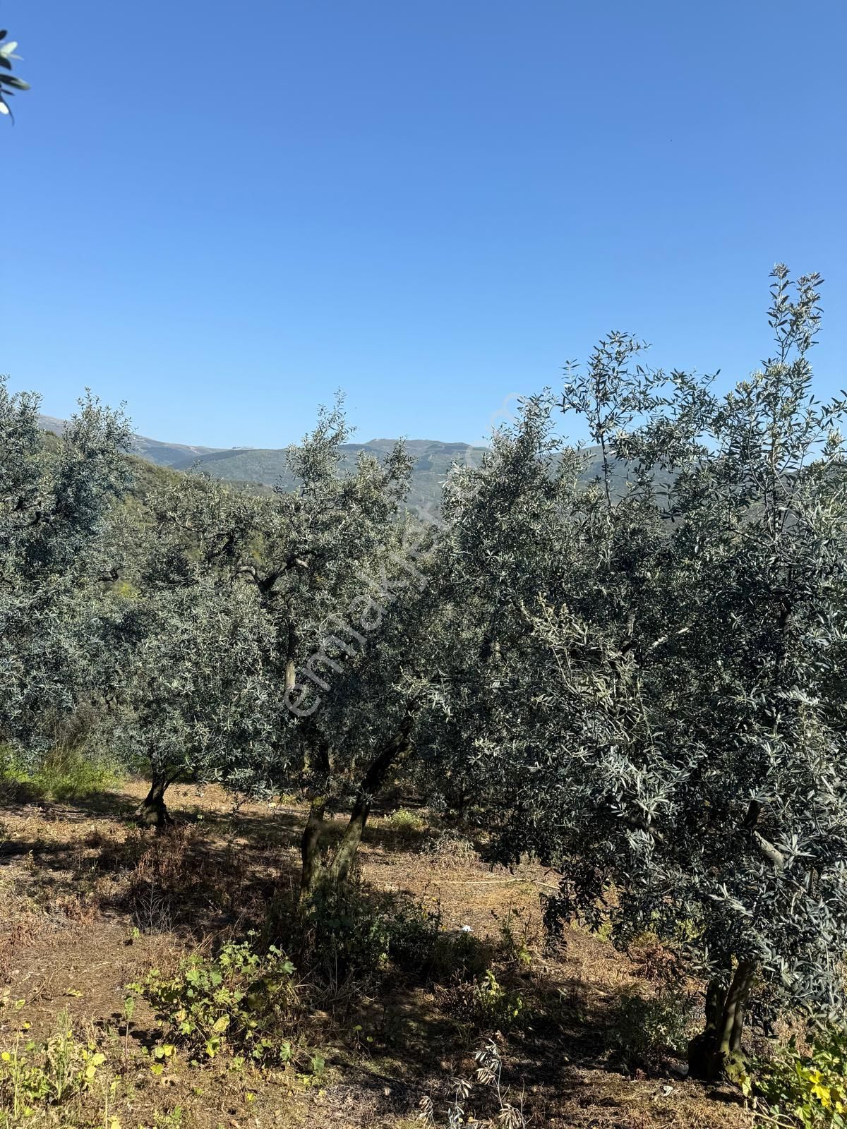 C21 Cius ; Küçük Kumla Mahallesinde 1845 M2 Satılık Zeytinlik - Görsel 9