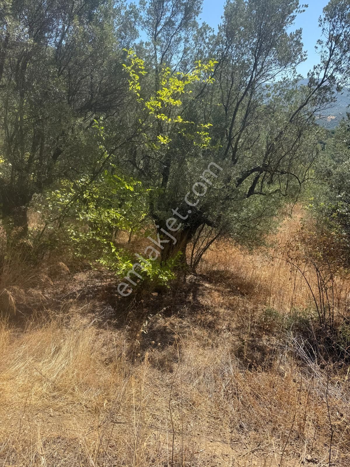 C21 Cius ; Küçük Kumla Mahallesinde 1845 M2 Satılık Zeytinlik - Görsel 13