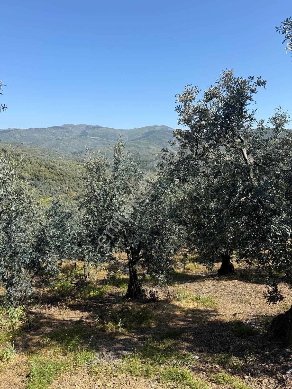 C21 Cius ; Küçük Kumla Mahallesinde 1845 M2 Satılık Zeytinlik - Görsel 8