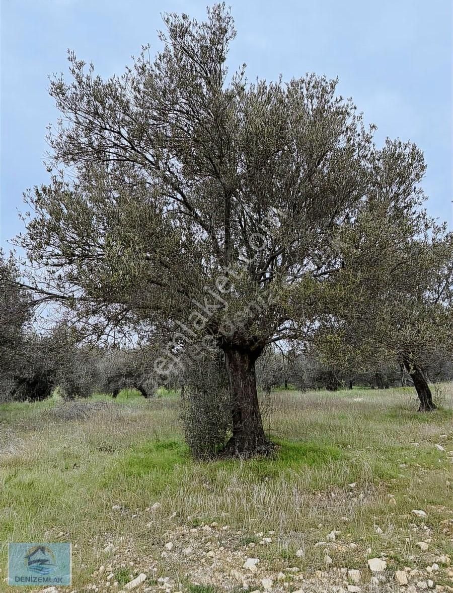 İmara Yakın Zeytinlik - Görsel 7