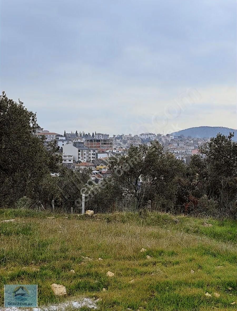 İmara Yakın Zeytinlik - Görsel 5