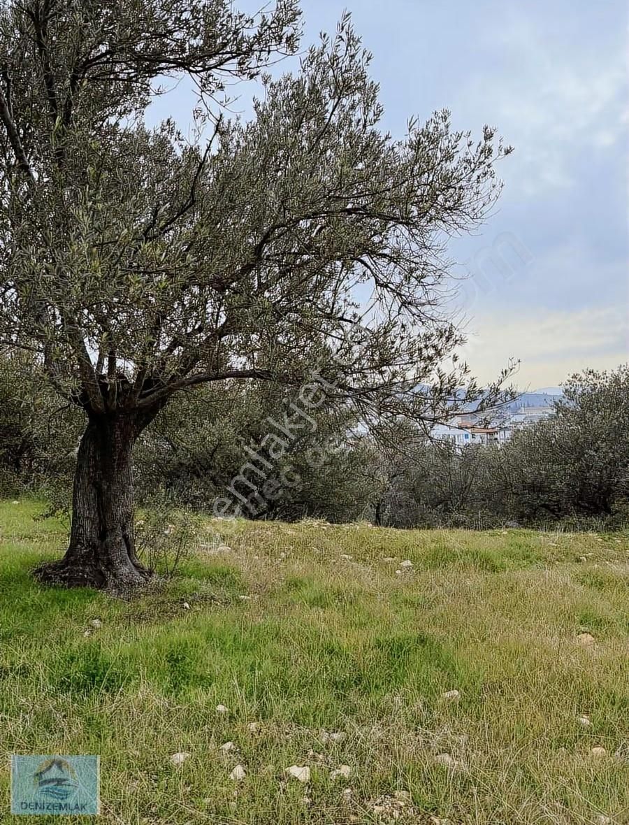 İmara Yakın Zeytinlik