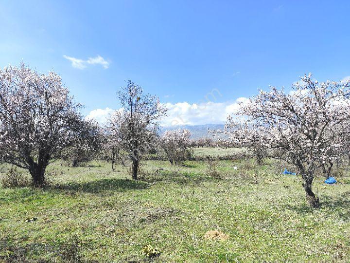 Isparta Senirkent 1800 M2 - Görsel 4