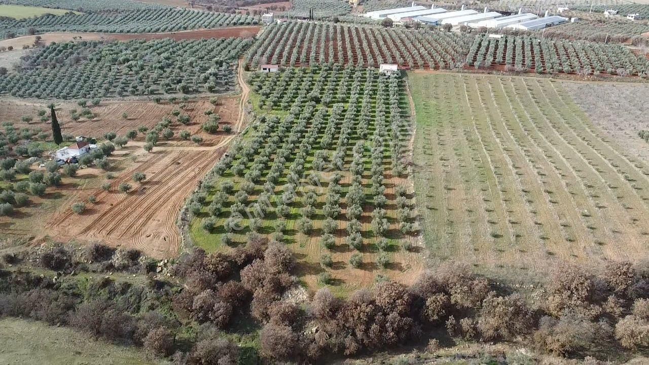 Salihli İğdecik Mah.de 12.436 M2 Satılık Zeytinlik - Görsel 31