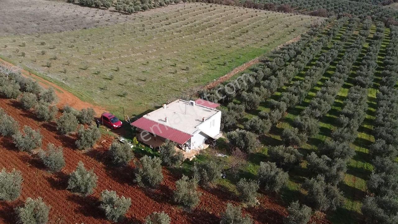 Salihli İğdecik Mah.de 12.436 M2 Satılık Zeytinlik - Görsel 32