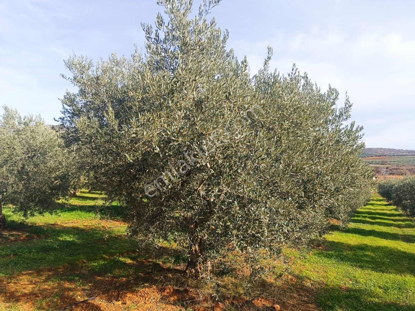 Salihli İğdecik Mah.de 12.436 M2 Satılık Zeytinlik - Görsel 13