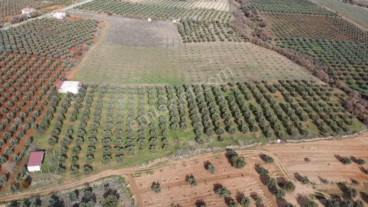 Salihli İğdecik Mah.de 12.436 M2 Satılık Zeytinlik - Görsel 26