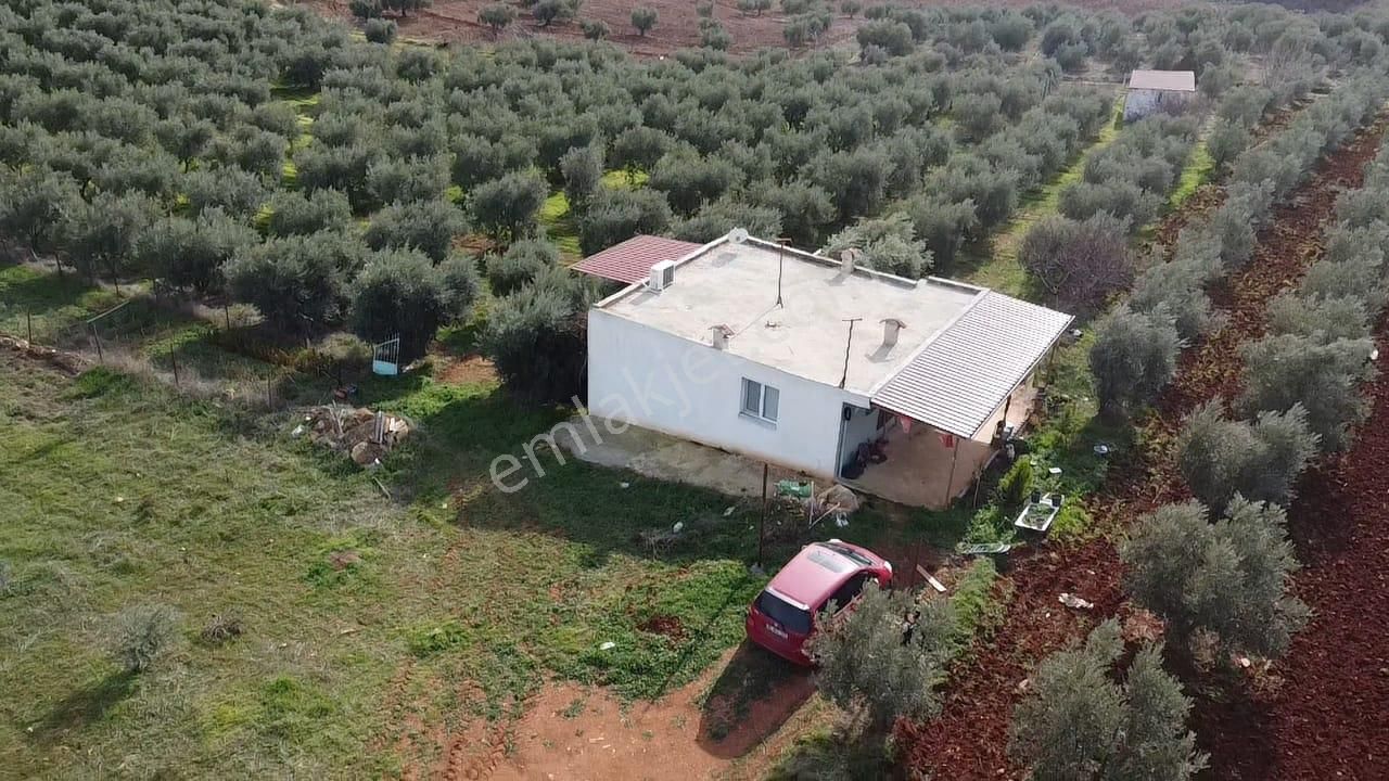 Salihli İğdecik Mah.de 12.436 M2 Satılık Zeytinlik - Görsel 14