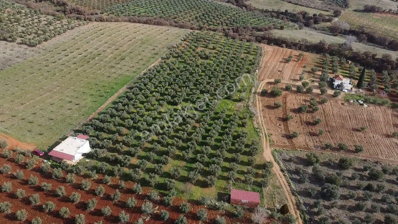 Salihli İğdecik Mah.de 12.436 M2 Satılık Zeytinlik - Görsel 27