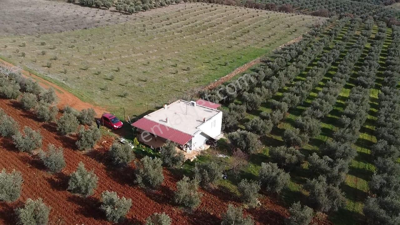 Salihli İğdecik Mah.de 12.436 M2 Satılık Zeytinlik - Görsel 3