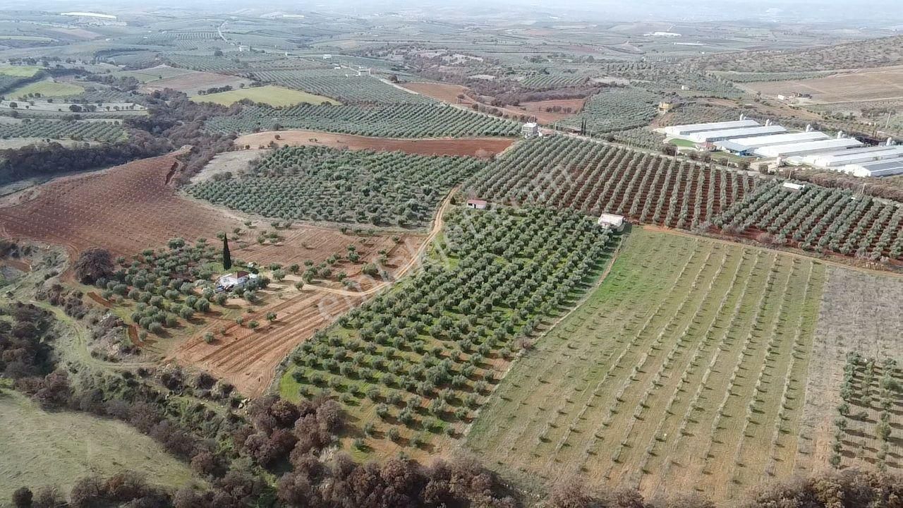 Salihli İğdecik Mah.de 12.436 M2 Satılık Zeytinlik - Görsel 29