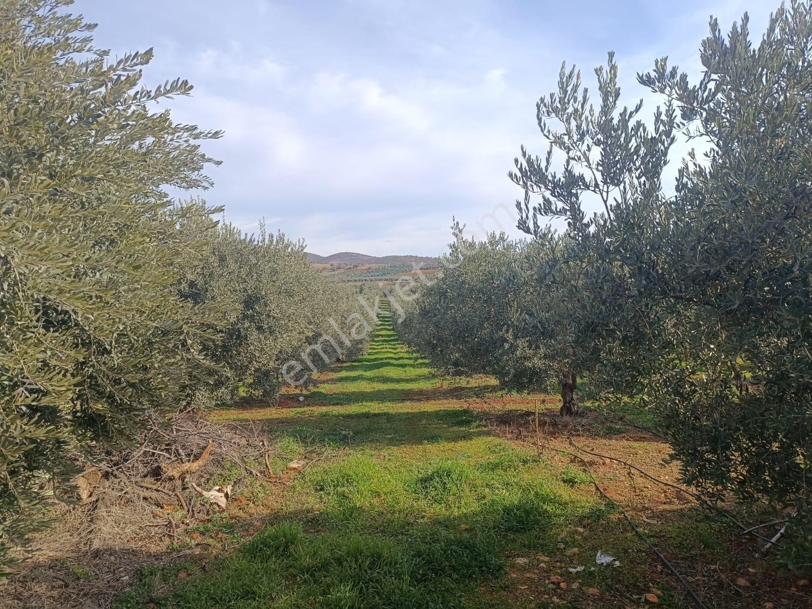 Salihli İğdecik Mah.de 12.436 M2 Satılık Zeytinlik - Görsel 9