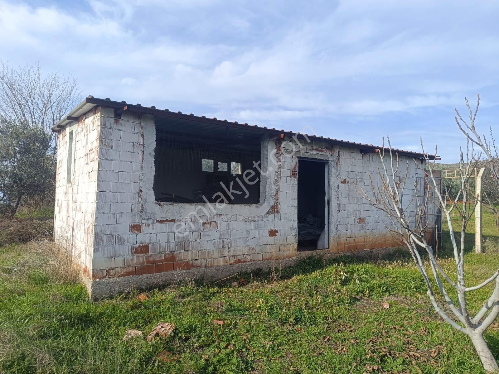 Salihli İğdecik Mah.de 12.436 M2 Satılık Zeytinlik - Görsel 10