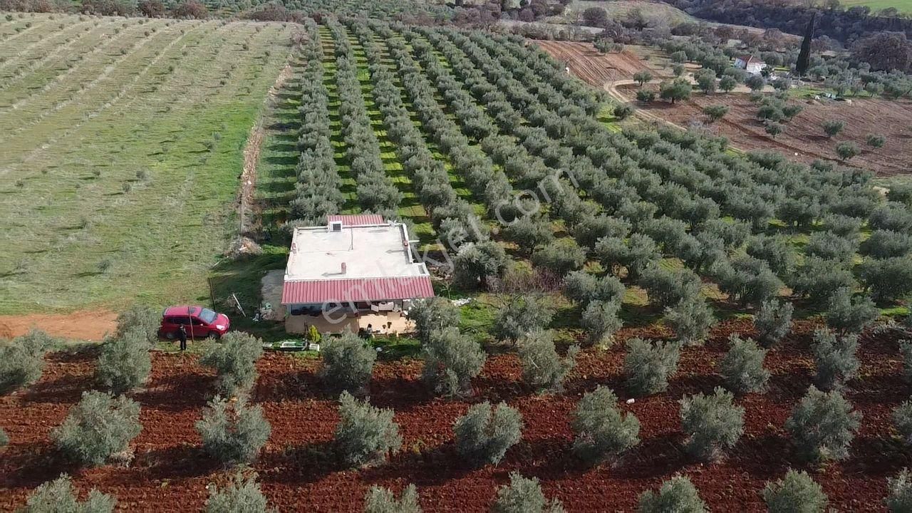 Salihli İğdecik Mah.de 12.436 M2 Satılık Zeytinlik - Görsel 34