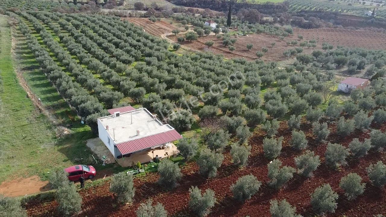 Salihli İğdecik Mah.de 12.436 M2 Satılık Zeytinlik - Görsel 33