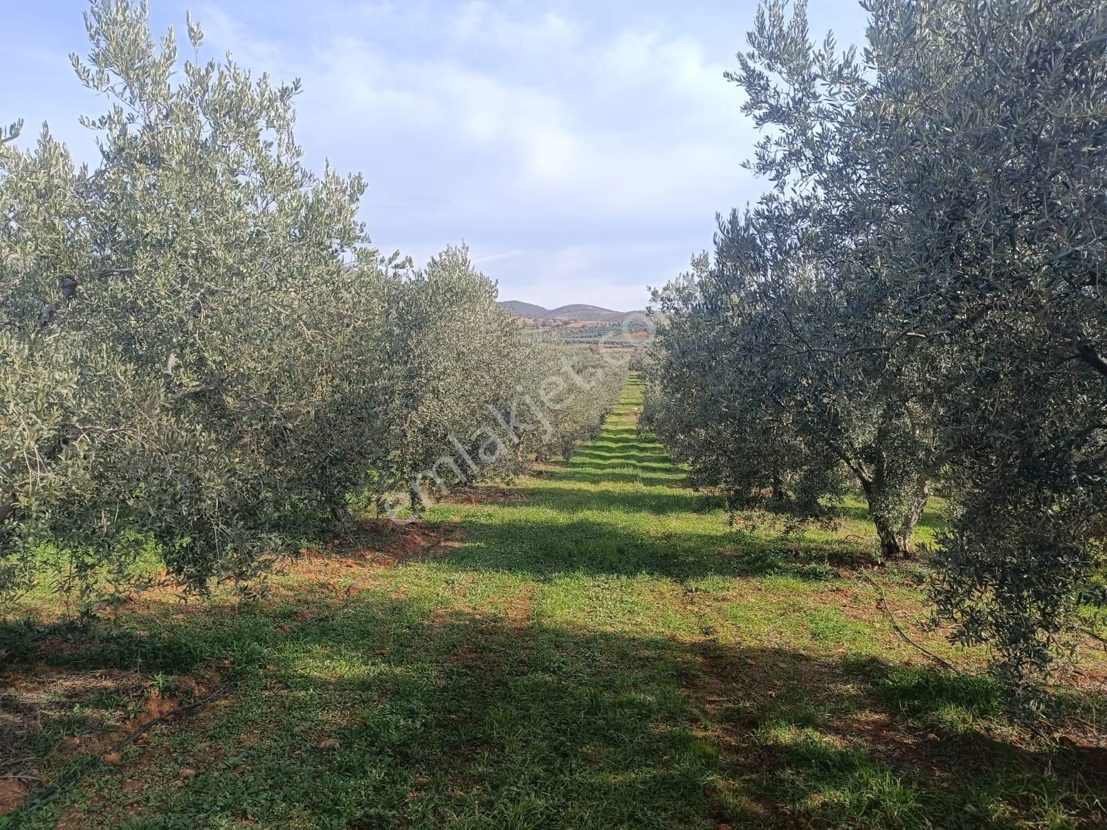 Salihli İğdecik Mah.de 12.436 M2 Satılık Zeytinlik - Görsel 7