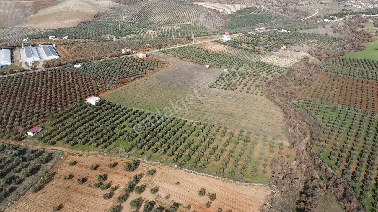 Salihli İğdecik Mah.de 12.436 M2 Satılık Zeytinlik - Görsel 30
