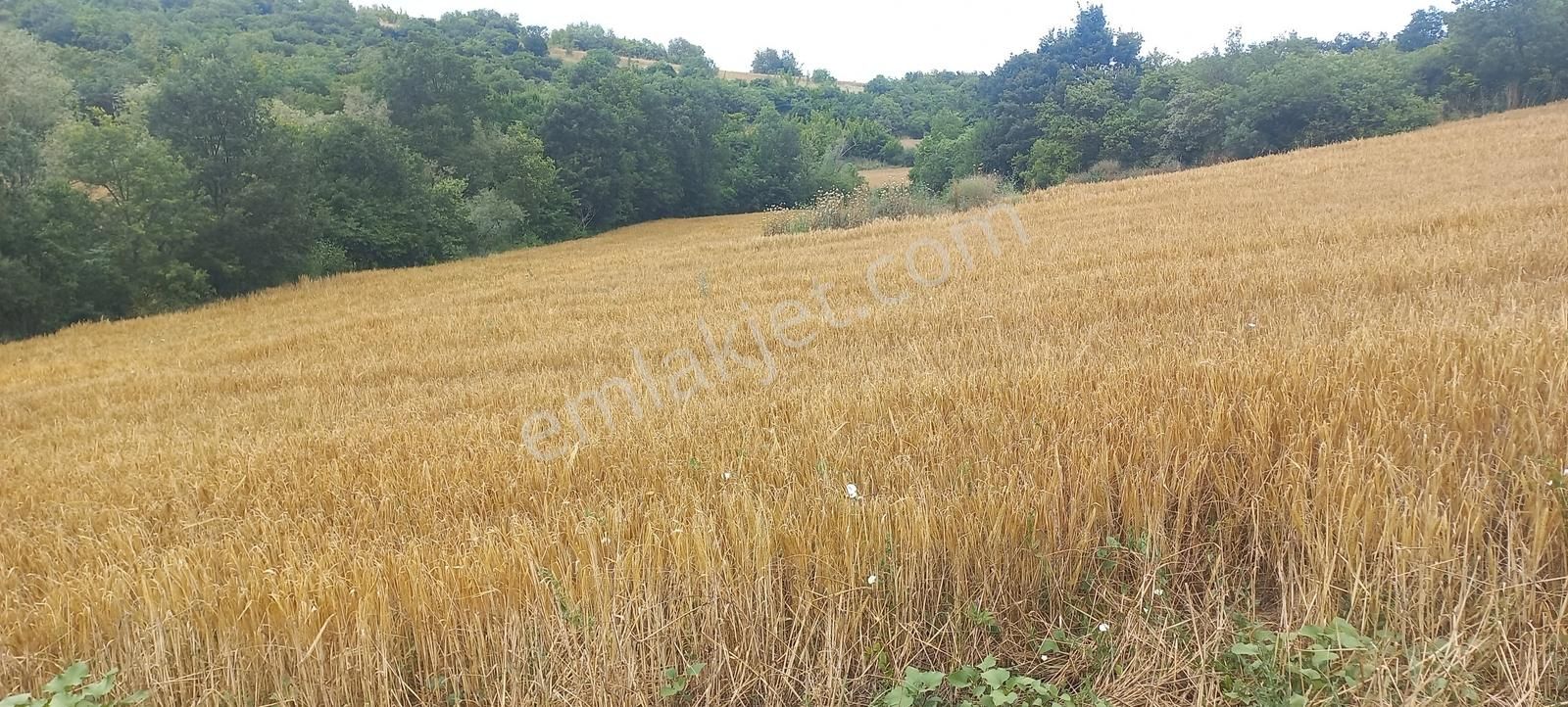 Bursa İnegöl Satılık 5100 M2 Arsa - Görsel 2